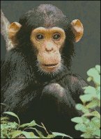 Chimpanzee - Large