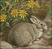 Rabbit and Daisies